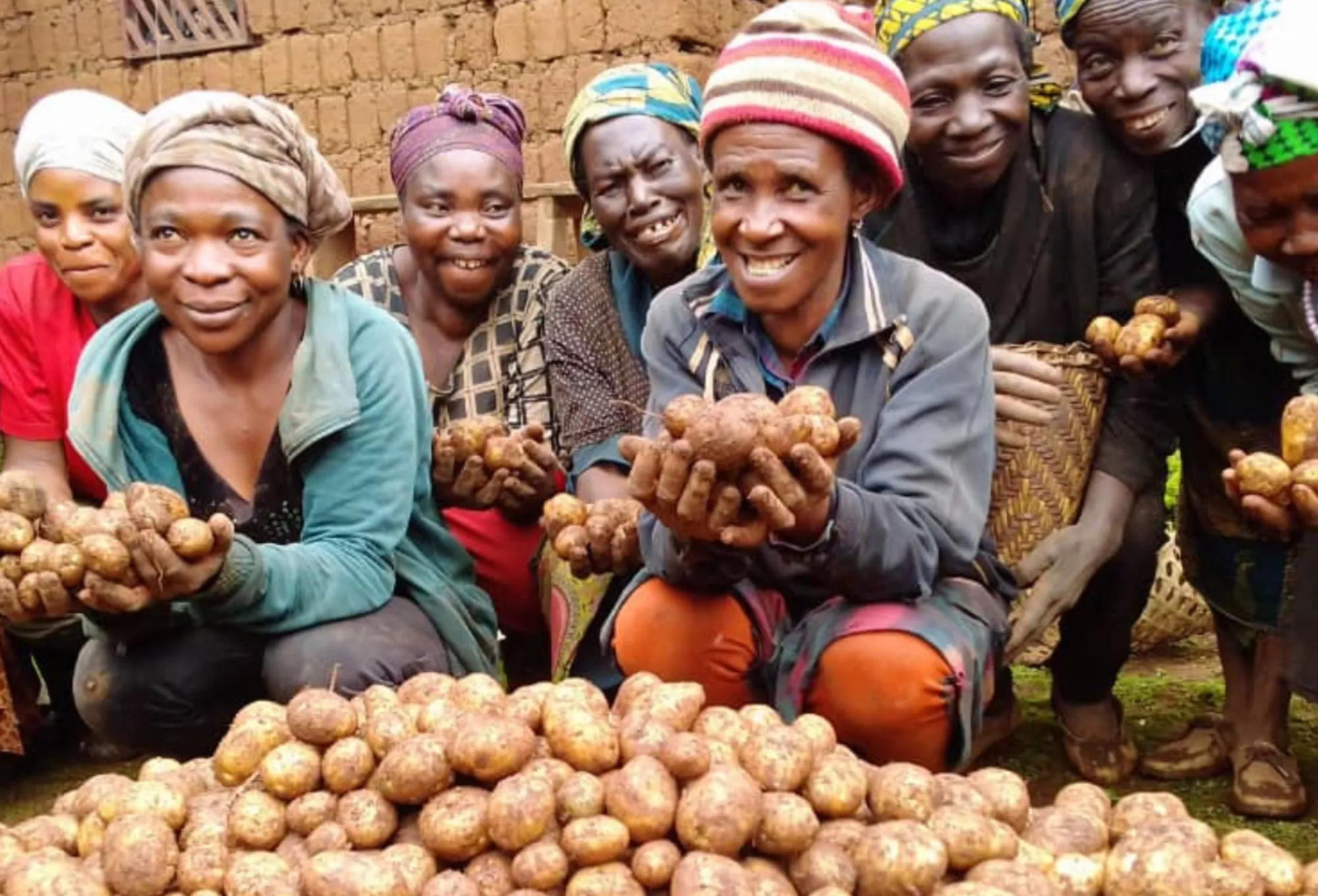 Women of the CDVTA farming programme in Cameroon crouched behind a large potato harvest, holding potatoes up to the camera
