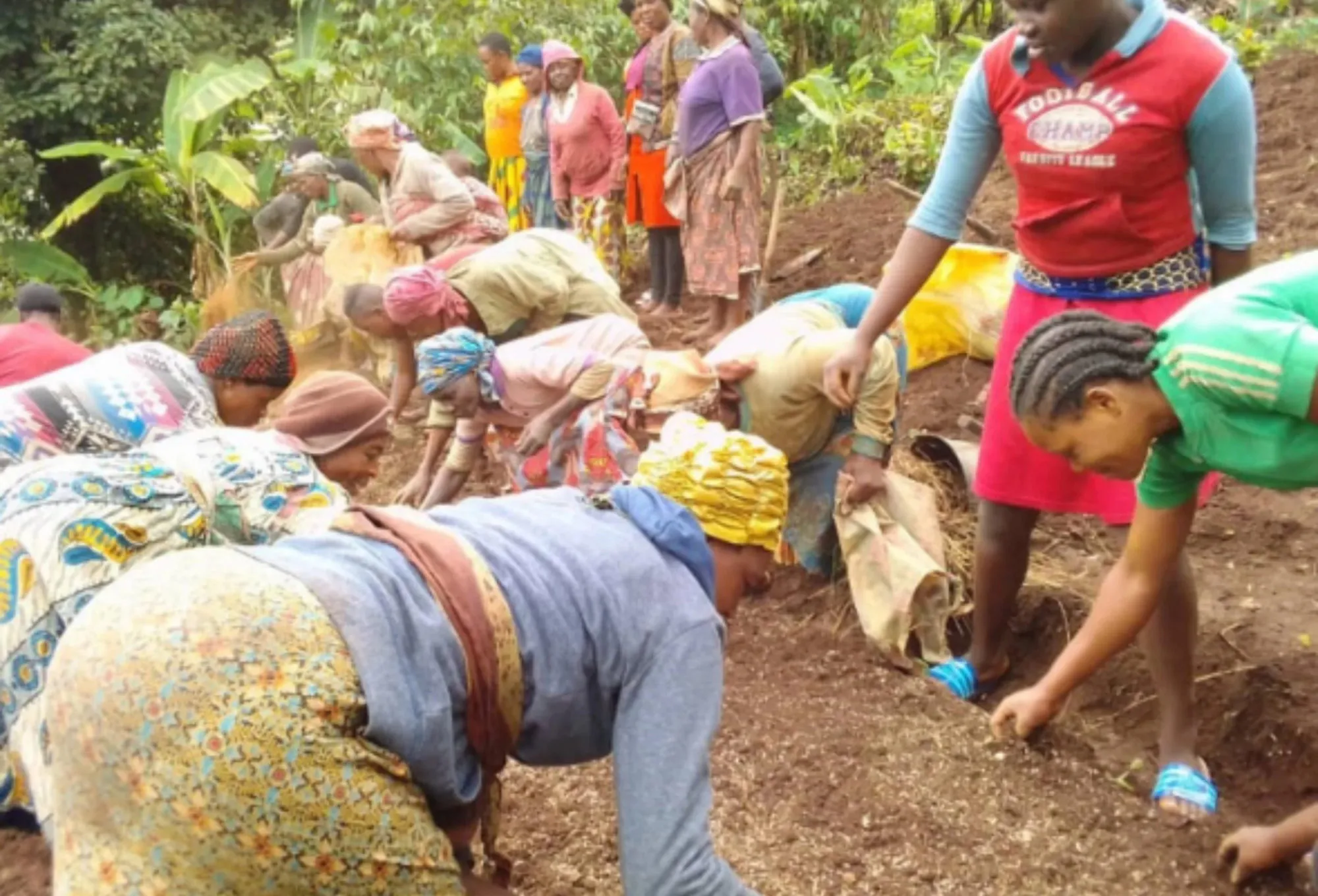 A line of women working a freshly turned hillside field together, planting a new crop