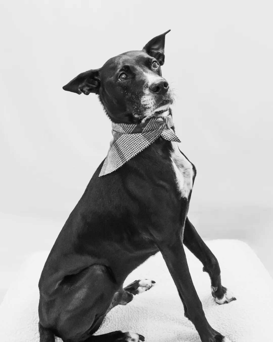 Portrait of Mac Catalano, Head of Security at Banko Design