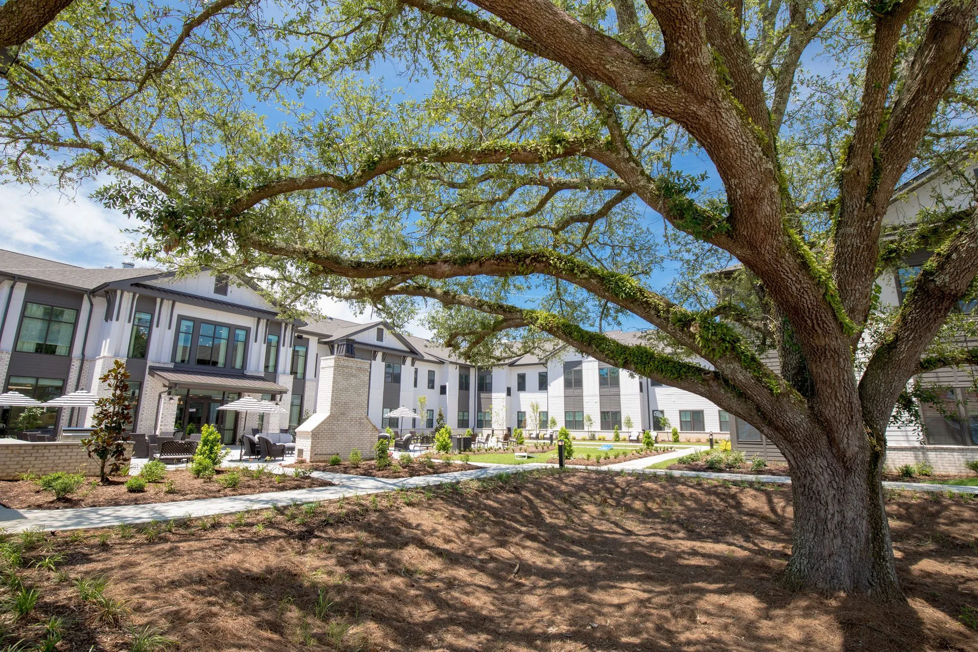 Senior living community exterior, a large live oak shading a new lawn and paths in front of the white residence wings