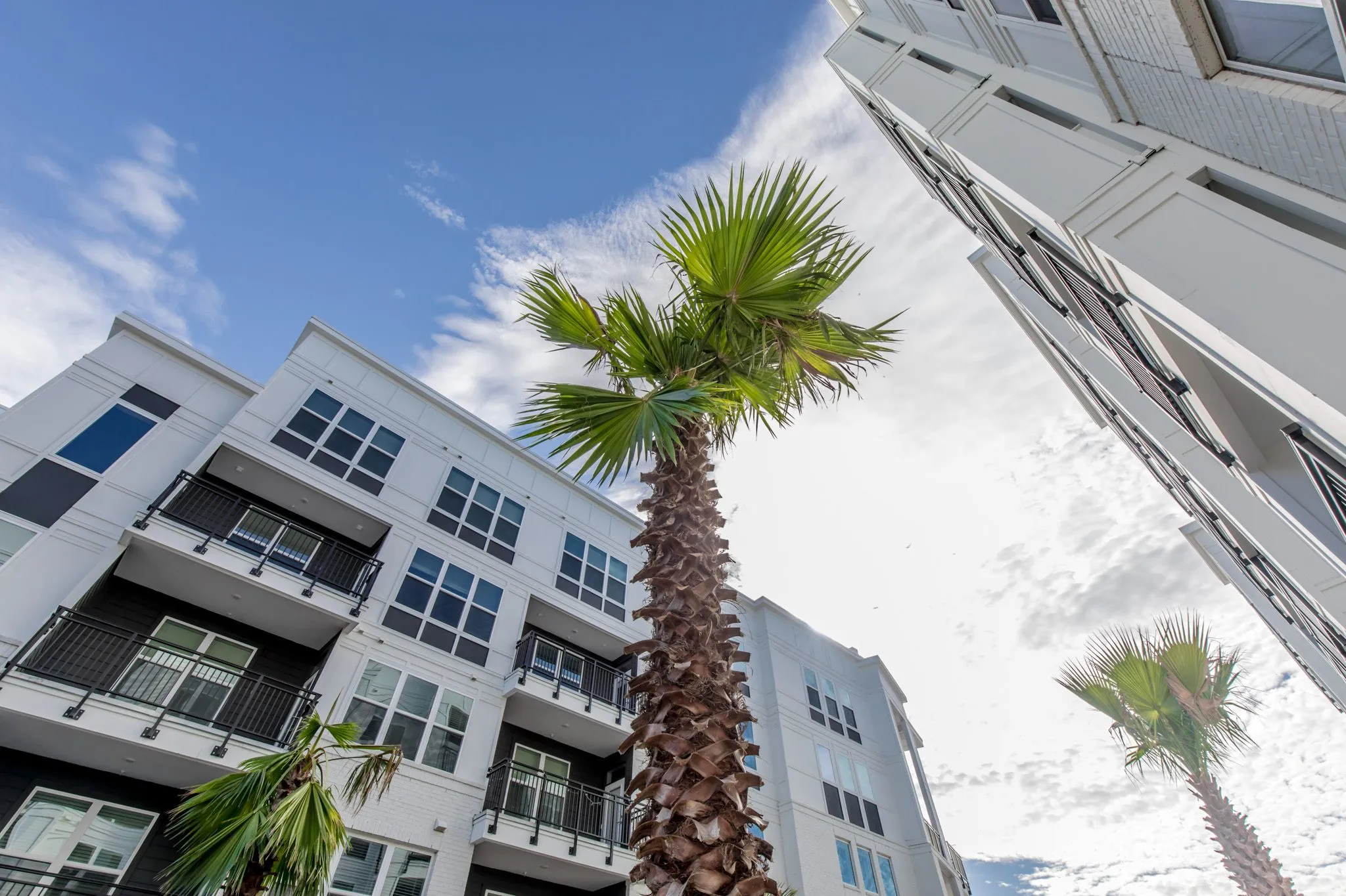 Multifamily community exterior: palm tree between white residential wings, interior design by Banko Design at Riverside St. Johns, Jacksonville, Florida