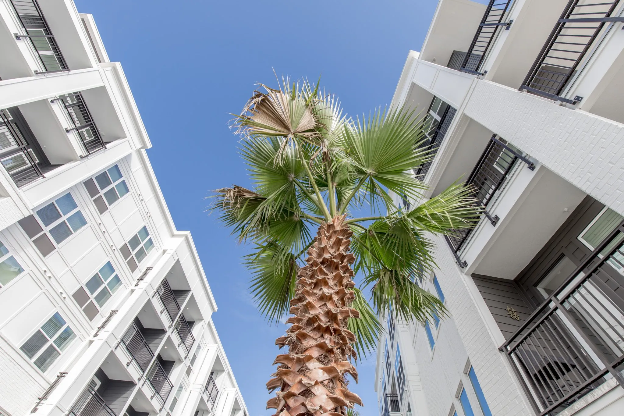 Multifamily community exterior: looking straight up a palm trunk to its fronds between two white residential wings